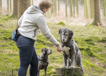 So-wird-das-Leben-mit-Hund-leicht