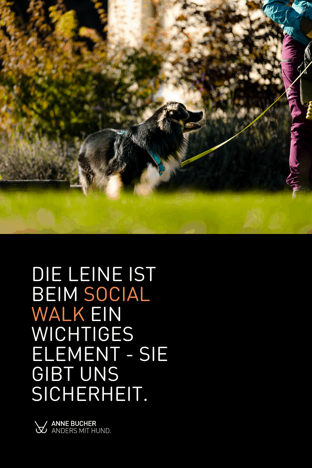 Social Walk -15 Basics für dich und deinen Hund