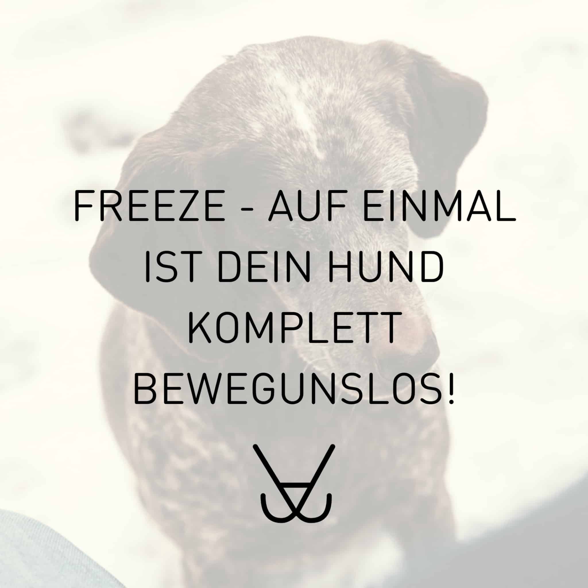 Freeze Stress beim Hund erkennen