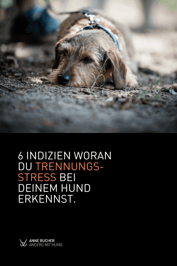 Indizien für Trennungsstress beim Hund Mein Hund kann so schwer alleine bleiben