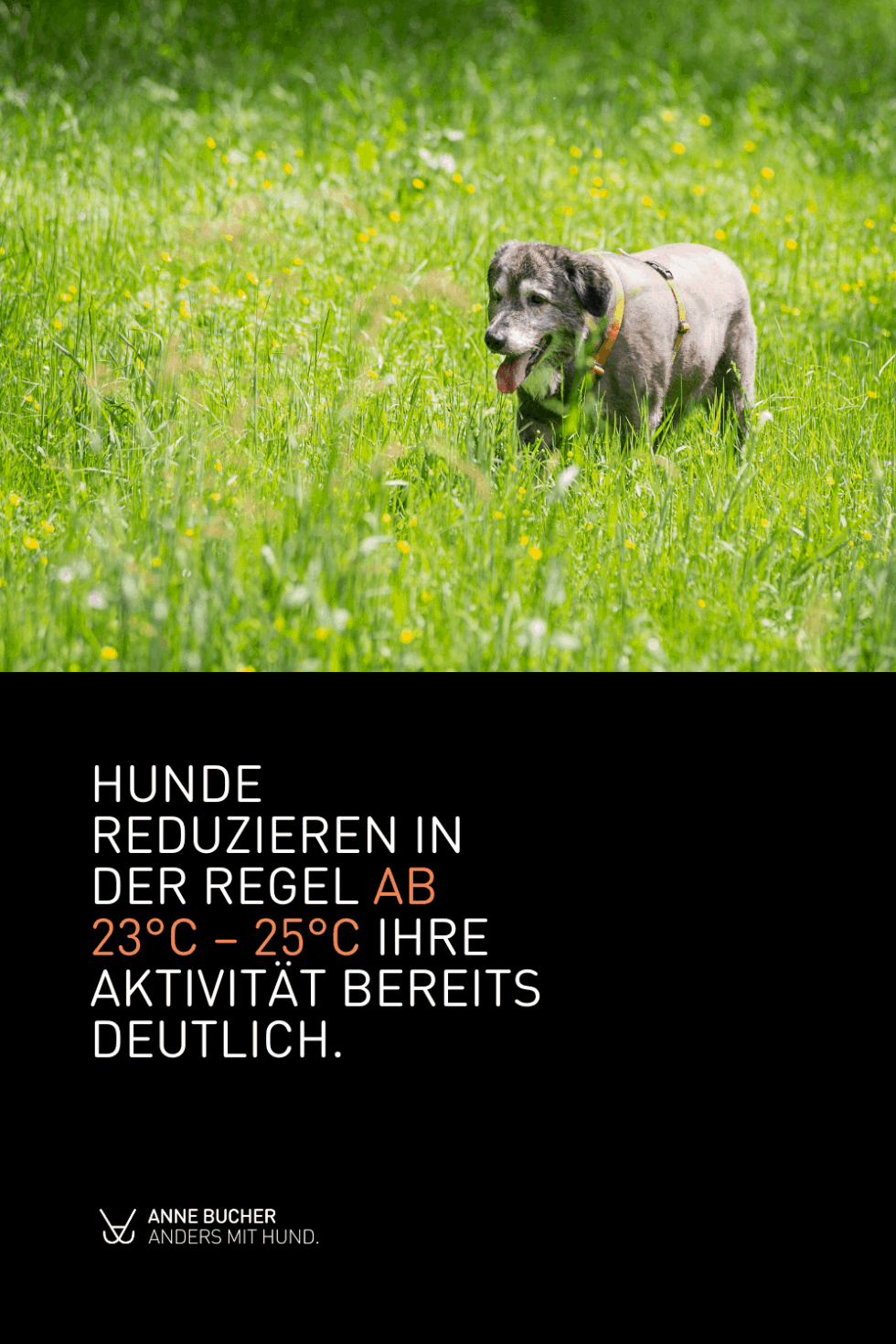 Hund und Hitze So macht der Sommer Hunden Freude Anne Bucher
