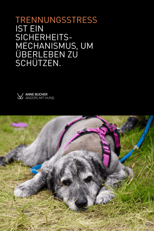 Trennungsstress ist ein Sicherheitsmechanismus Mein Hund kann so schwer alleine bleiben