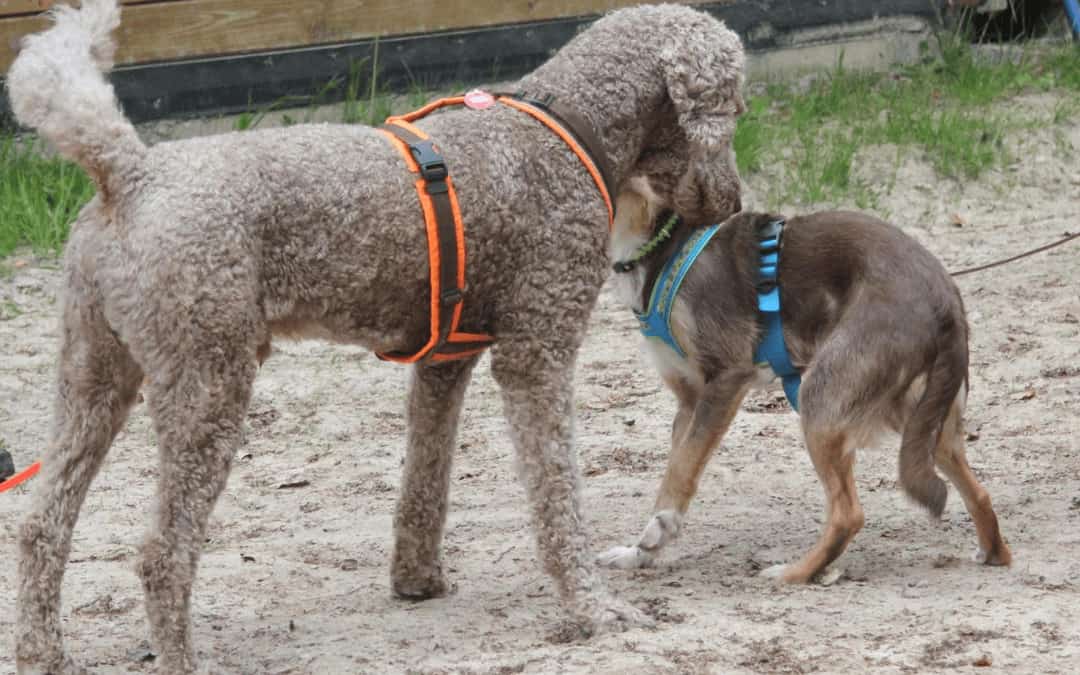 Warum Kontakt an der Leine nicht tabu ist!