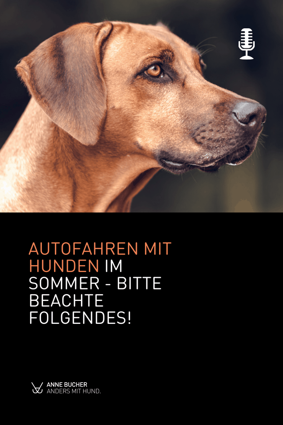 47 Herausforderung Sommer und Hund Anne Bucher