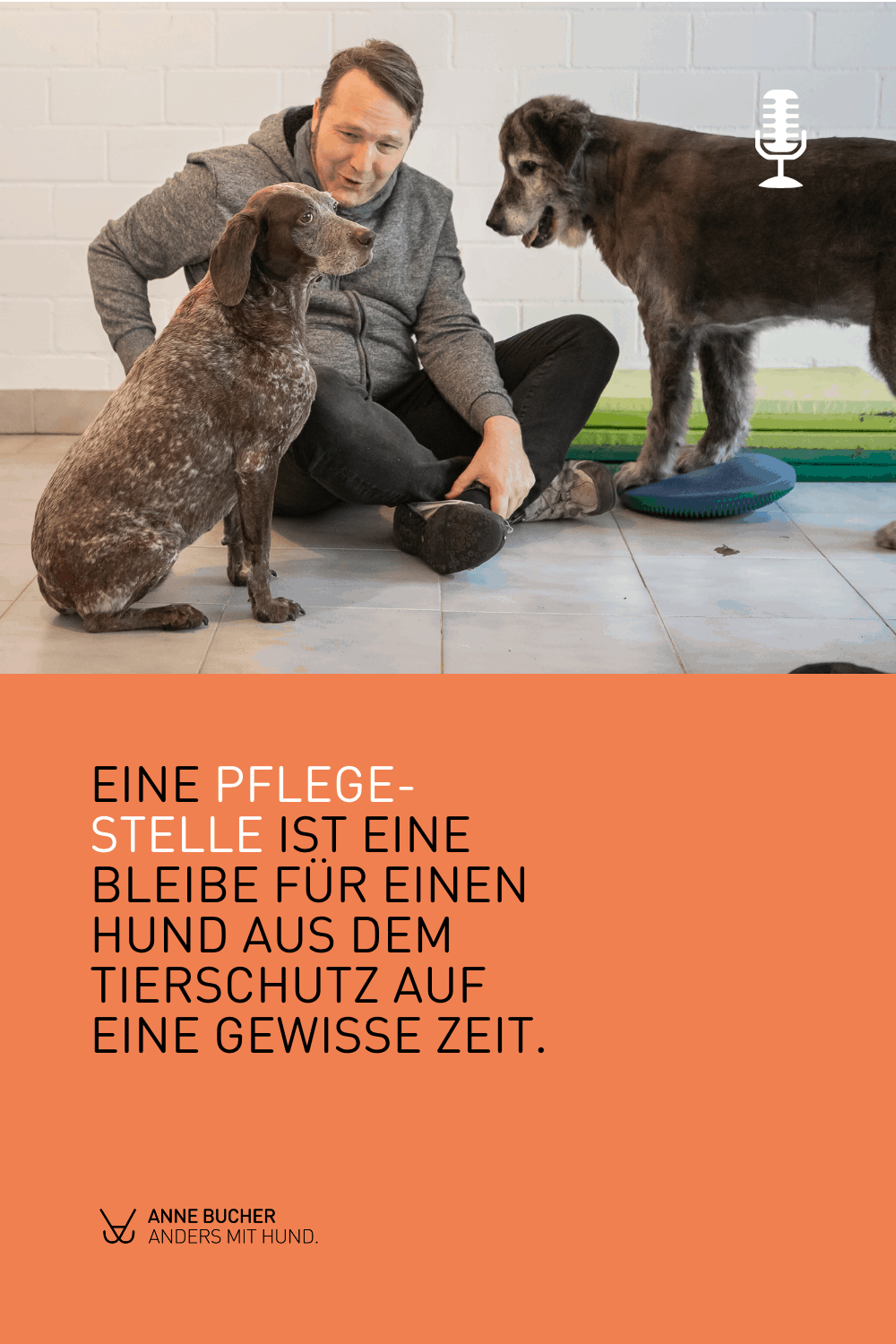 Ein Pflegehund dazu - Retten auf Kosten der eigenen Hunde