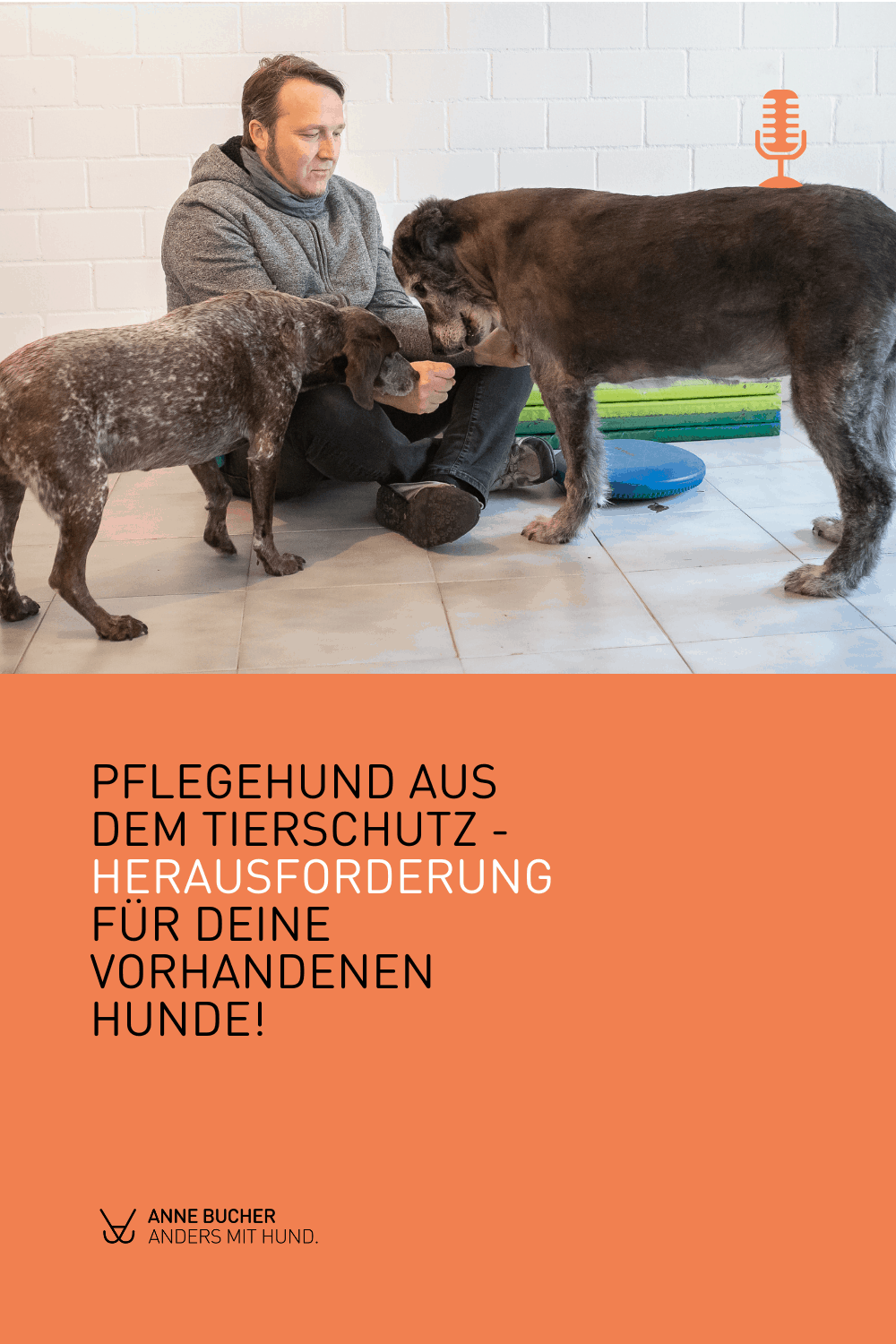 Ein Pflegehund dazu - Retten auf Kosten der eigenen Hunde