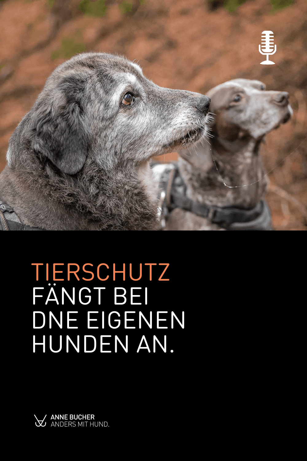 Ein Pflegehund dazu - Retten auf Kosten der eigenen Hunde