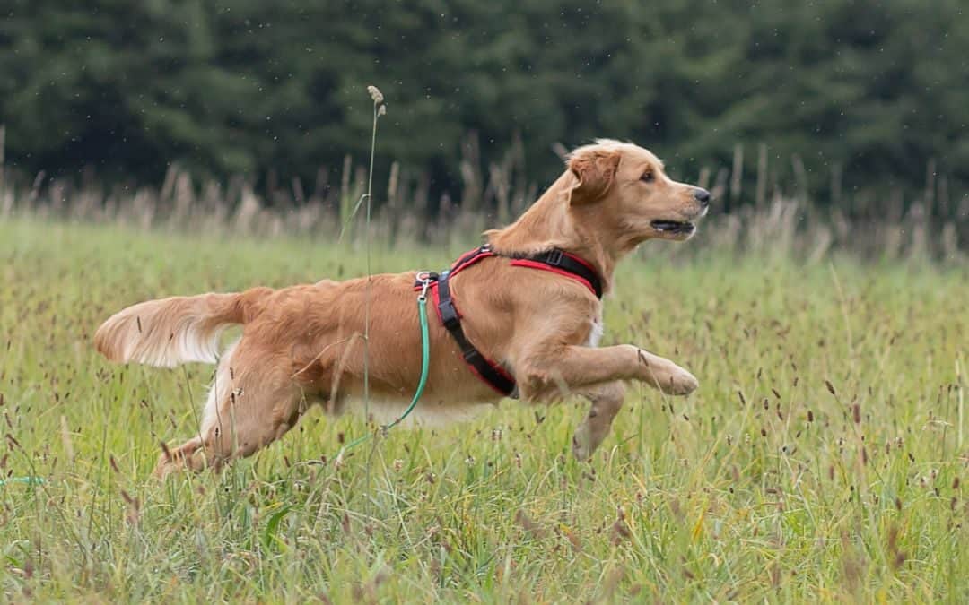 Hyperaktiver Hund – Das kannst Du tun