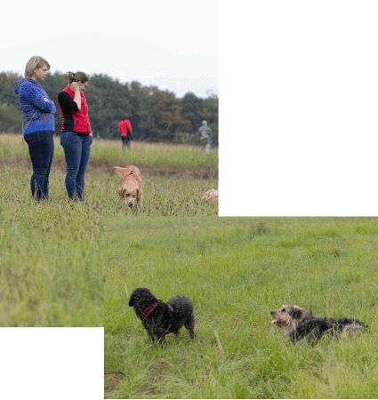 Hundtrainer Ausbildung 02 Verhaltensexpertin Ausbildung