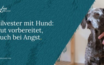 Silvester mit Hund: gut vorbereitet, auch bei Angst