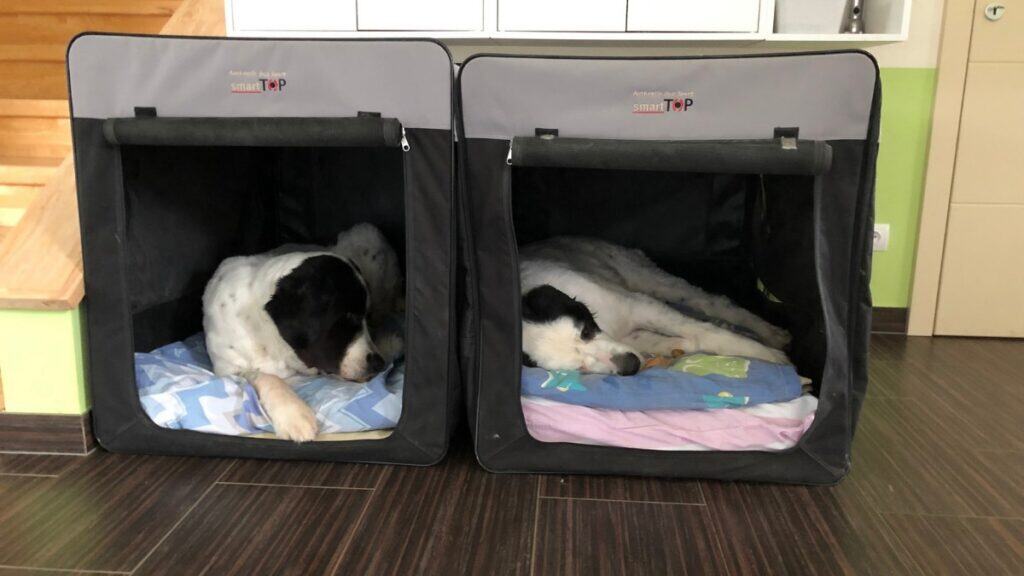 Zwei Hunde liegen auf in jeweils einer offenen Hundeboc. Einer ruht auf der Seite, einer auf dem BAuch