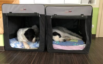 Hundeboxen im Alltag